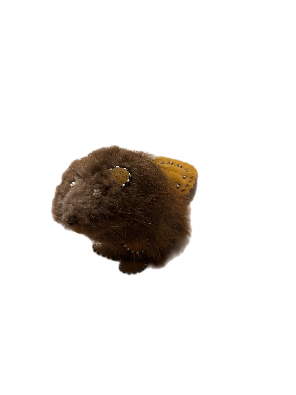 First nations made beaver pelt beaver taxidermy